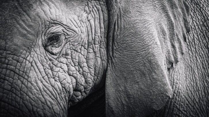 Image à la une de COP 16 : en Afrique, la biodiversité en chute libre