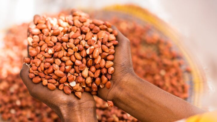 Image à la une de Exporter ou protéger ? Le Sénégal face au dilemme de l’arachide