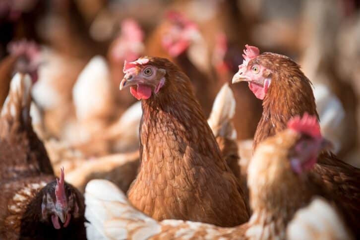 Image à la une de AGRICULTURE – Booster la culture des matières premières pour l’alimentation animale afin de redynamiser la filière avicole