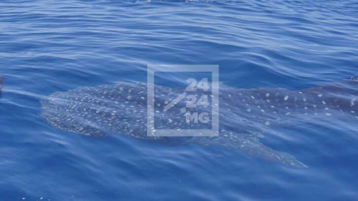 Image à la une de TOURISME – Les passionnés de faune marine attendu à Nosy Be durant le festival Marokintana