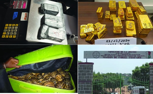Image à la une de Trafics d’or, de tortues, d’influence… – Des criminels en cols blancs épinglés