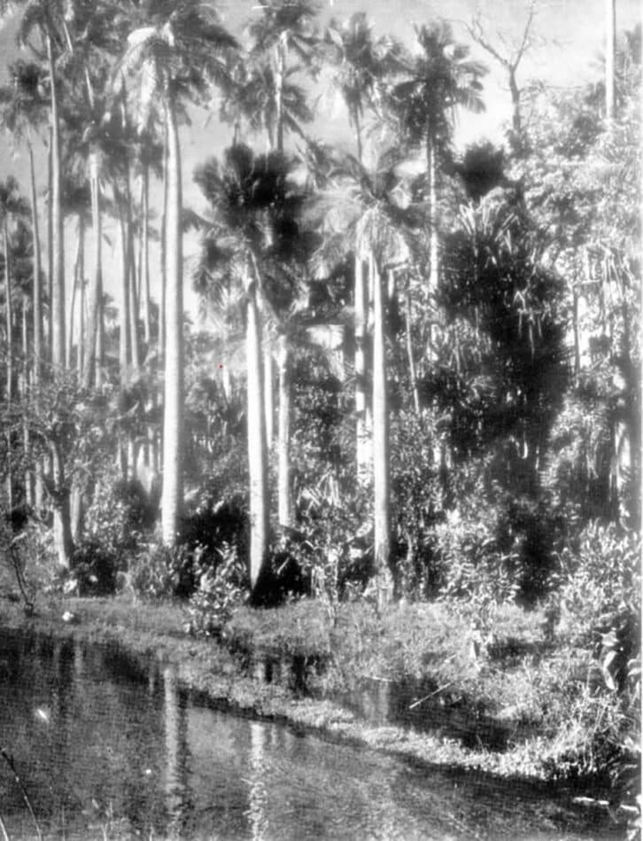 Image à la une de Les anciens pillages de la nature malgache