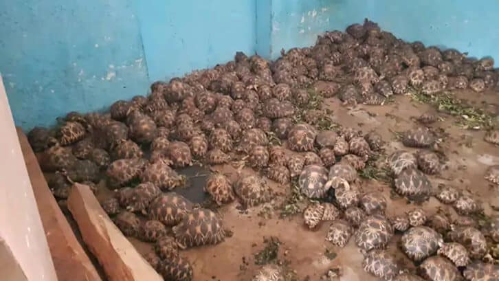 Image à la une de TRAFIC D’ESPÈCES PROTÉGÉES  – Huit cents tortues dans le sac d’un Tanzanien