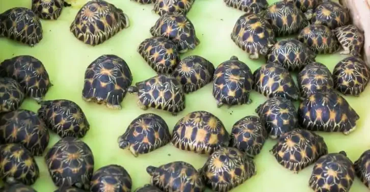 Image à la une de JUSTICE – Mandat de dépôt à Tsiafahy pour le député et ses quatre collaborateurs inculpés dans l’affaire des 112 tortues