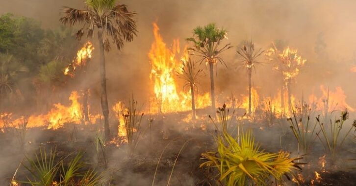 Image à la une de 50 000 à 100 000 hectares de forêts détruits à Madagascar en 2024