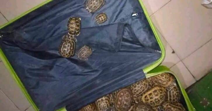 Image à la une de 112 tortues radiées découvertes à Ambohibao