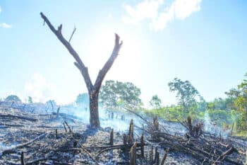 Image à la une de Environnement – 90 % de la couverture forestière primaire détruits 
