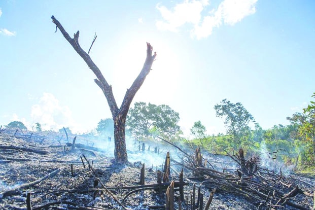 Image à la une de Environnement – 90 % de la couverture forestière primaire détruits 