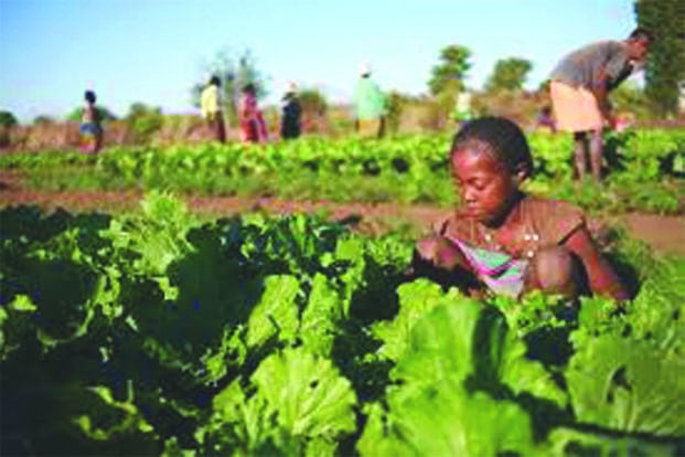 Image à la une de Sécurité alimentaire – Madagascar, une exception dans une Afrique australe en difficulté
