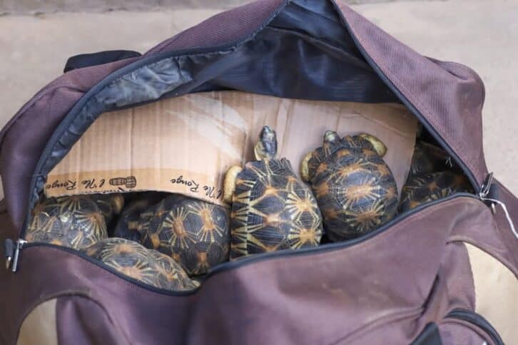 Image à la une de La gendarmerie annonce l’interpellation d’un élu et de ses collaborateurs soupçonnés de transport de tortues