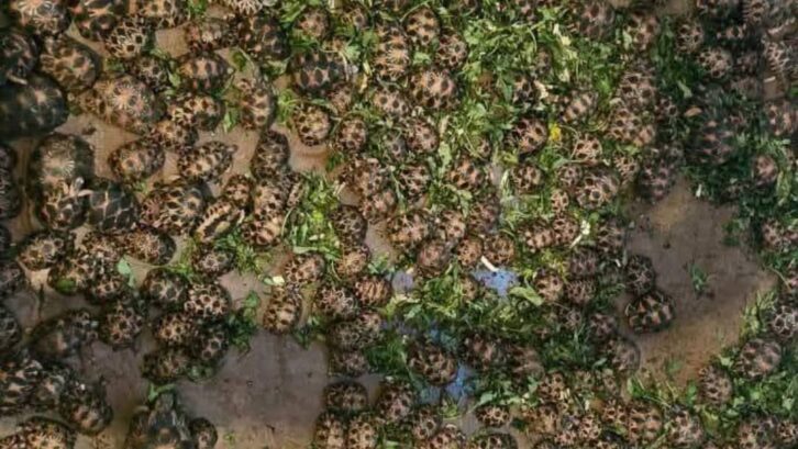 Image à la une de BIODIVERSITE – Un étranger arrêté à Mahajanga pour tentative d’exportation de 800 tortues radiata