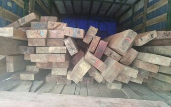 Image à la une de BIODIVERSITE – Huit personnes arrêtées pour transport illicite de bois de palissandre et de bois de nato à Toamasina