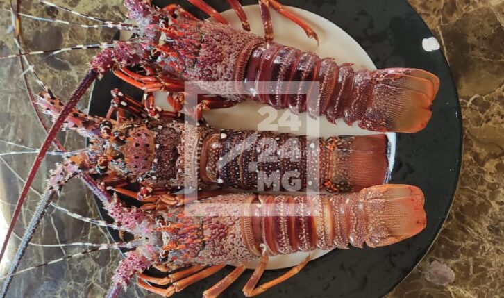 Image à la une de PÊCHE – Clôture de la saison des langoustes jusqu’au 31 mars dans cinq régions du Sud de Madagascar
