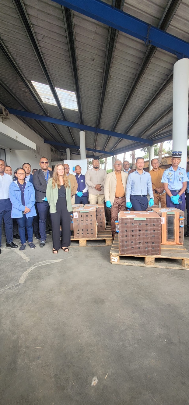 Image à la une de Animaux malagasy saisis en Thaïlande – Seize lémuriens sont rentrés au pays hier