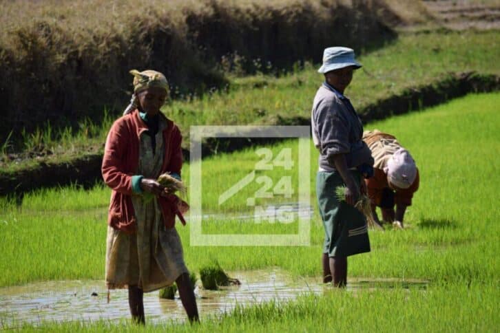 Image à la une de La production de paddy prévue s’établir à 5,5 millions de tonnes en 2024 pour Madagascar