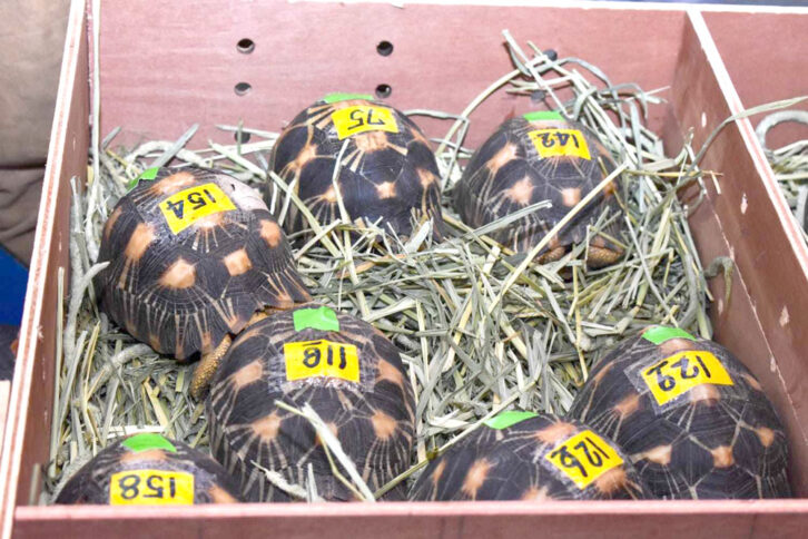 Image à la une de Espèces endémiques: 31 lémuriens et 155 tortues rentrent au pays