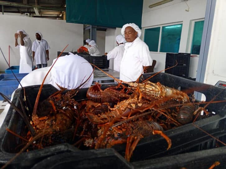 Image à la une de PRODUITS HALIEUTIQUES – La pêche aux langoustes suspendue