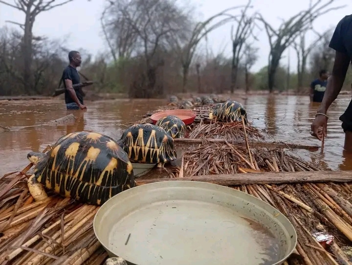 Image à la une de ITAMPOLO – Près de cinq cents tortues noyées