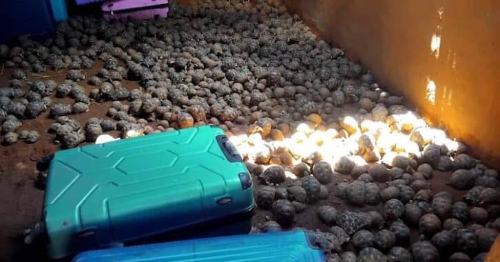 Image à la une de Trafic de tortues : 19 personnes écrouées