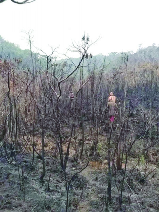 Image à la une de Feu de forêt – L’aire protégée de Ranomafana en péril