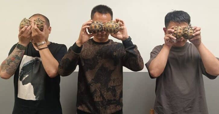 Image à la une de Trafic de tortues : trois chinois arrêté à Ivato