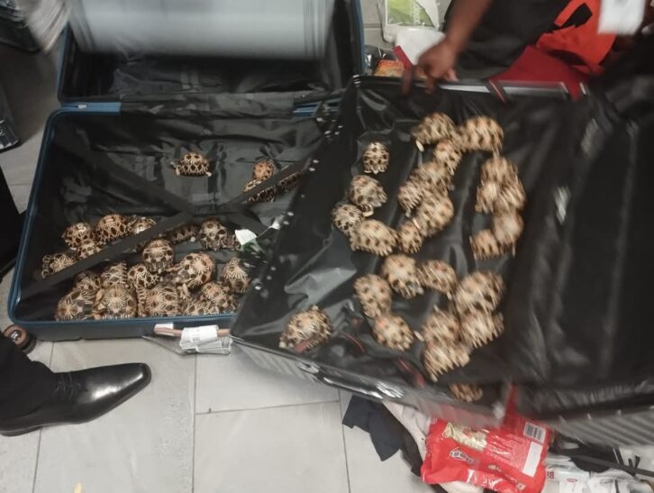 Image à la une de TRAFIC – Trois ressortissants étrangers interpellés pour tentative d’exportation illicite de tortues