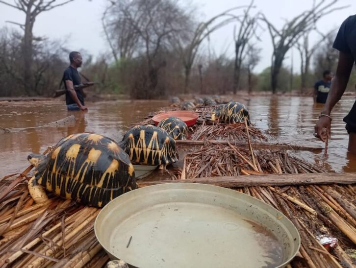 Image à la une de INTEMPERIES – Turtle Survival Alliance lance un appel au don pour secourir les tortues pris en charge dans le centre de Lavavolo inondé