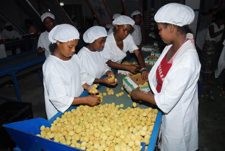 Image à la une de PRODUITS D’EXPORTATION – Où sont passés les litchis malgaches ?