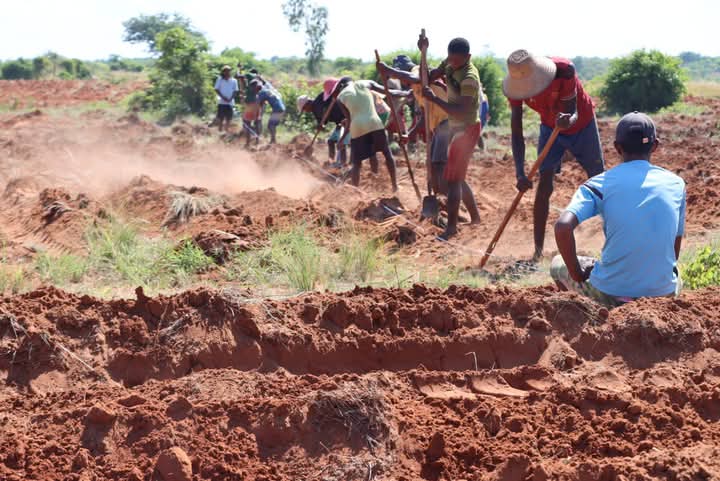 Image à la une de REBOISEMENT – L’aire protégée d’Ankarafantsika à restaurer