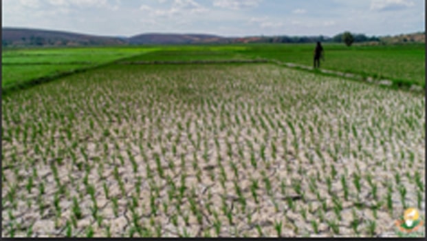 Image à la une de Sécheresse dans la Région d’Alaotra-Mangoro – 460.000 ha de rizières touchées !