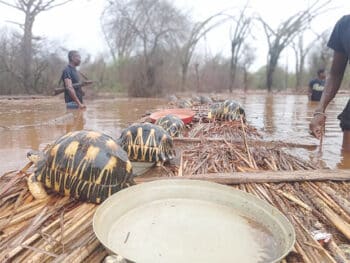 Image à la une de Inondations – 12.000 tortues risquent de périr par les eaux !