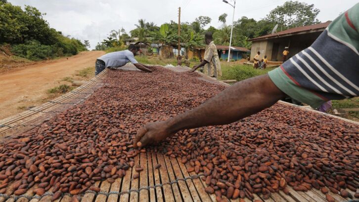 Image à la une de Cacao : l’alliance Côte d’Ivoire-Ghana fragilisée par les difficultés d’Accra ?
