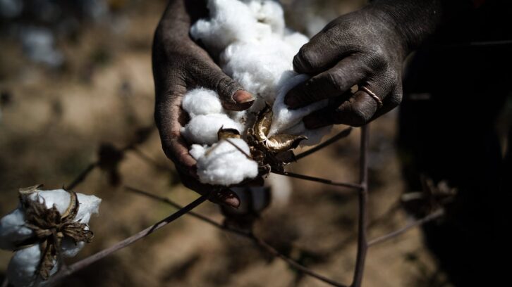 Image à la une de Coton : comment le Mali relance l’offensive face au Bénin