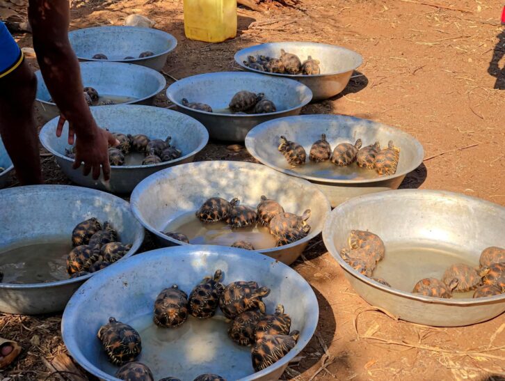 Image à la une de Les autorités rapportent l’interpellation en Tanzanie de deux ressortissants chinois soupçonnés d’importation de tortues