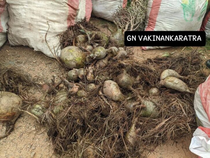 Image à la une de TRAFIC – 15 sacs de baobabs nains saisis par la gendarmerie à Antsirabe