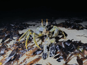 Image à la une de Concours photo Varuna Biodiversité II: Jaona Mijoro et Heriandrianina Roderic à l’honneur