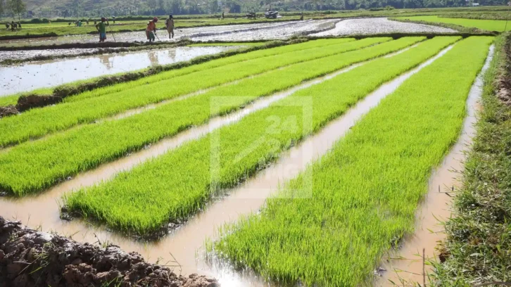 Image à la une de AGRICULTURE – L’autosuffisance rizicole pour 2025 et l’exportation de riz en 2027 comme objectif de l’Etat