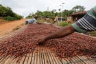 Image à la une de Cacao : comment la Côte d’Ivoire fait face au tassement de sa production
