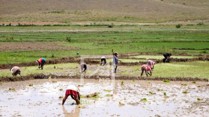 Image à la une de AGRICULTURE – Andry Rajoelina attendu à Tanambe dans l’Alaotra pour démarrer la campagne de distribution de semences de riz hybride