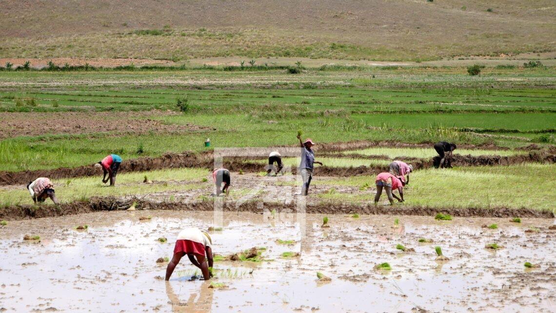 AGRICULTURE – Andry Rajoelina attendu à Tanambe dans l’Alaotra pour ...