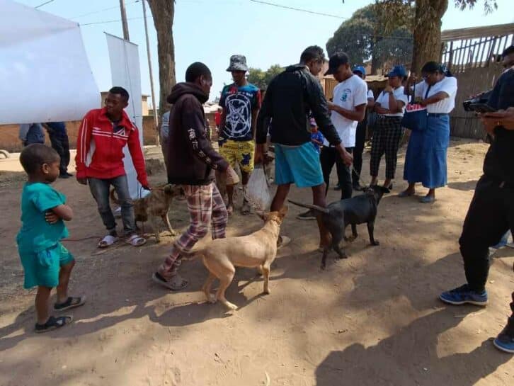 Image à la une de MALADIE TRANSMISSIBLE  –  Des cas de rage identifiés à Antananarivo