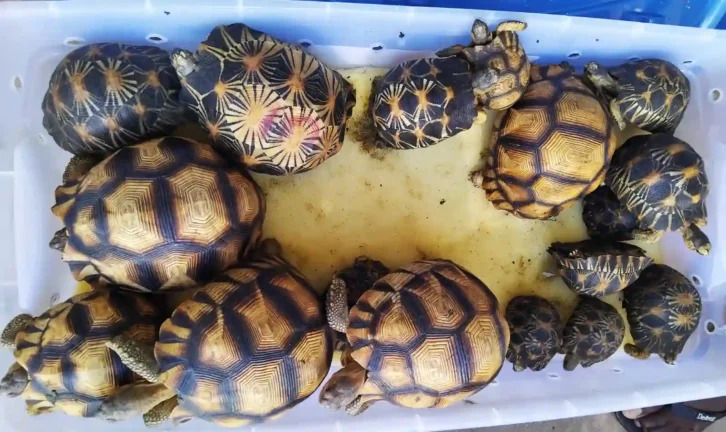 Image à la une de RESSOURCES NATURELLES – Deux ressortissants étrangers placés en détention provisoire à Tsiafahy pour suspicion de trafic de tortue