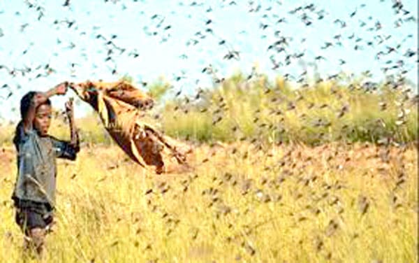 Image à la une de Invasion acridienne : 110 000 ha de terrains traités et protégés