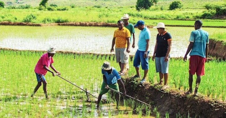 Image à la une de Madagascar accueillera une conférence sur la sécurité alimentaire et la nutrition