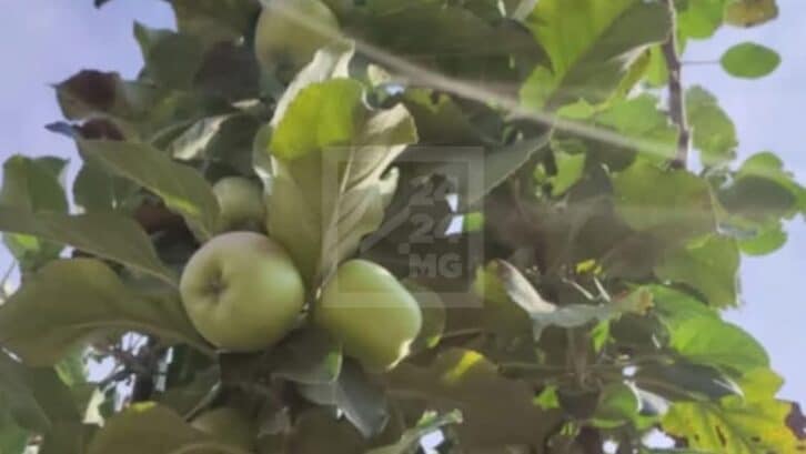 Image à la une de CULTURE FRUITIERE – Une production annuelle de 35 000 tonnes de pommes pour Vakinankaratra