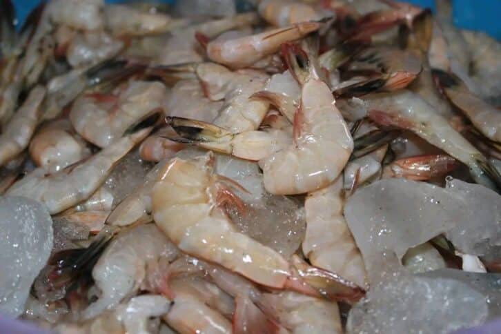 Image à la une de RESSOURCES HALIEUTIQUES –  La pêche crevettière reprend