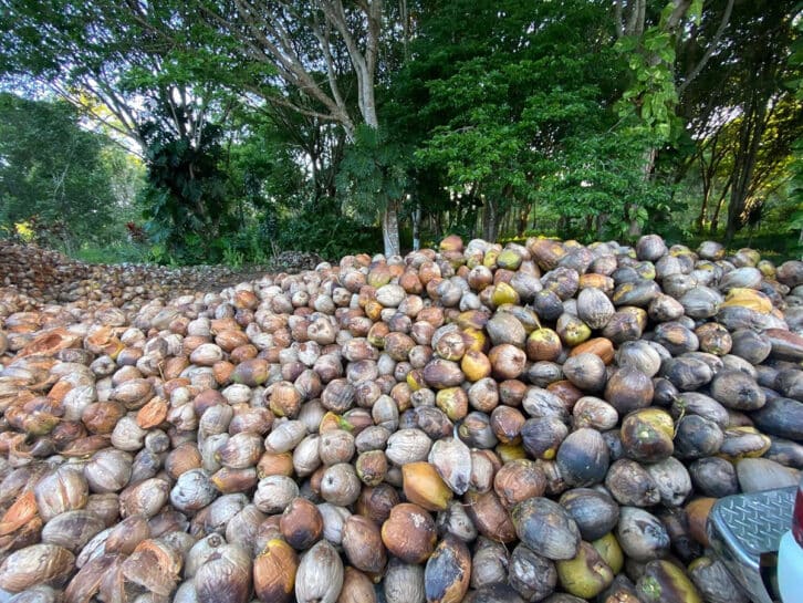 Image à la une de PRODUCTION DE COCO – Soavoanio réactive sa plantation