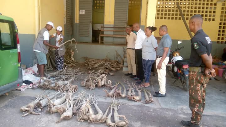 Image à la une de COMMERCE ILLICITE D’ESPÈCES PROTÉGÉES À MAHAJANGA – Deux personnes prises avec plusieurs baobabs nains