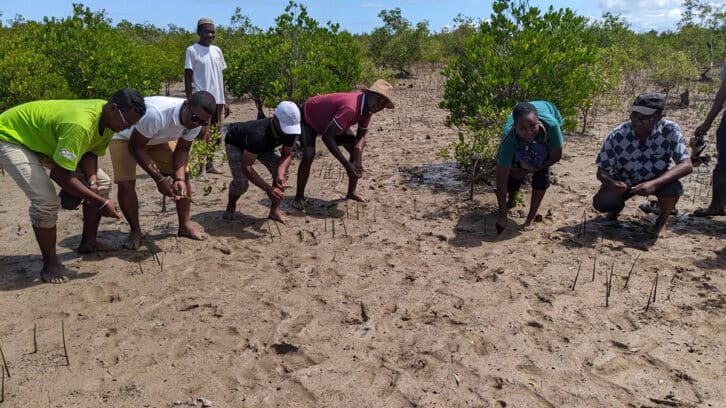 Image à la une de DIANA – L’Heure de la Terre pour restaurer les mangroves