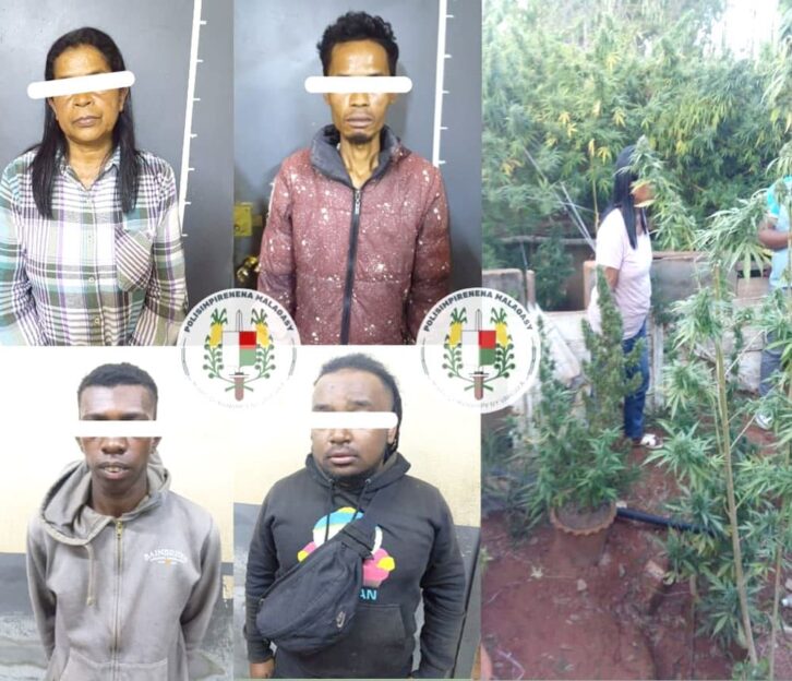 Image à la une de Ambohimanga Rova : Un cultivateur de « skunk » et des consommateurs de drogue arrêtés